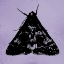Picture of COLORMOODS:MOTH8