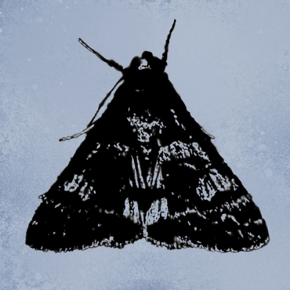 Picture of COLORMOODS:MOTH9