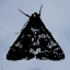 Picture of COLORMOODS:MOTH9
