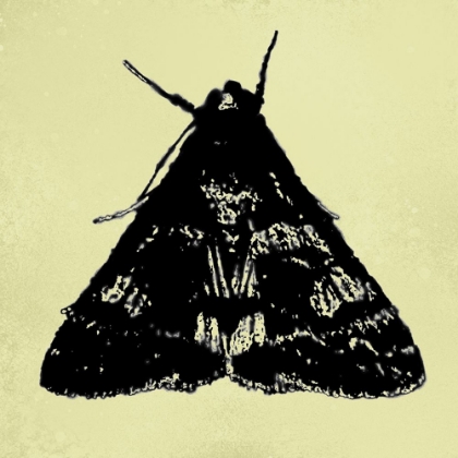 Picture of COLORMOODS:MOTH10