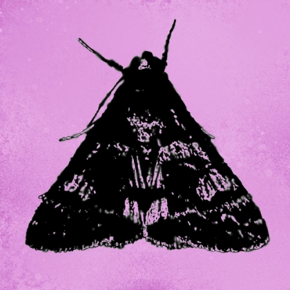 Picture of COLORMOODS:MOTH11