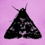Picture of COLORMOODS:MOTH11