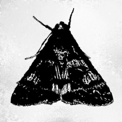 Picture of COLORMOODS:MOTH13