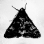Picture of COLORMOODS:MOTH13