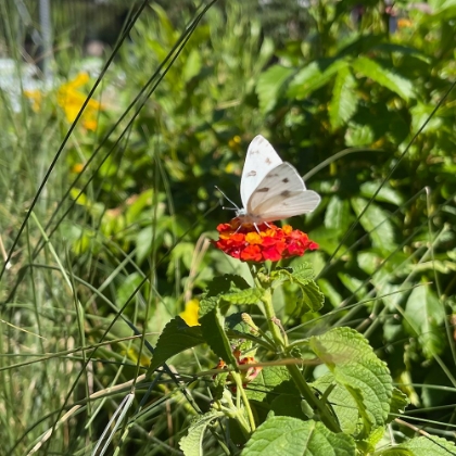 Picture of CHECKEREDWHITEBUTTERFLY