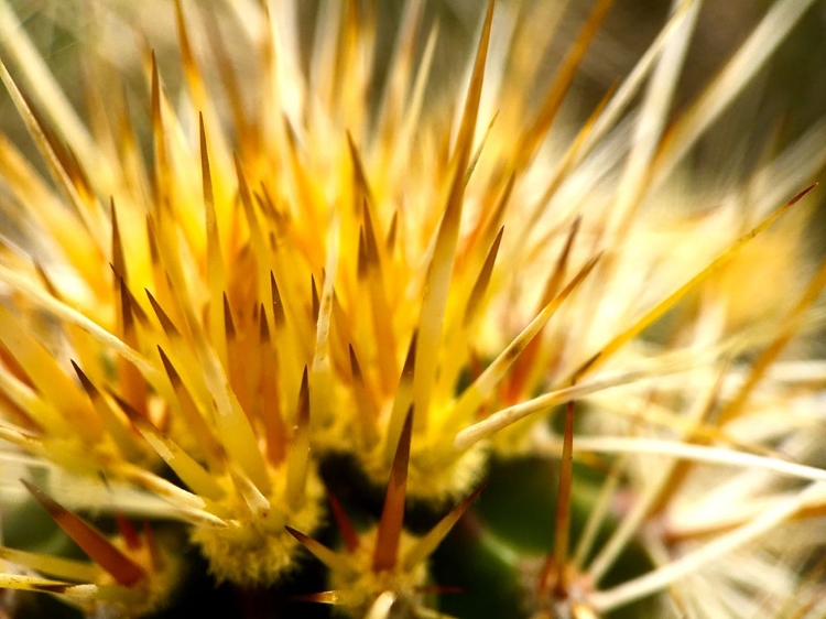 Picture of HEDGEHOGCACTUS