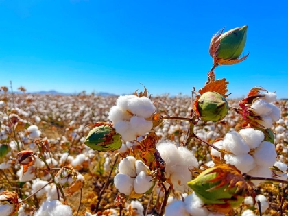 Picture of COTTONFIELDS1