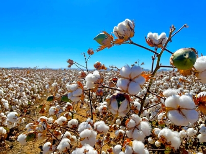Picture of COTTONFIELDS2