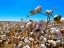 Picture of COTTONFIELDS2