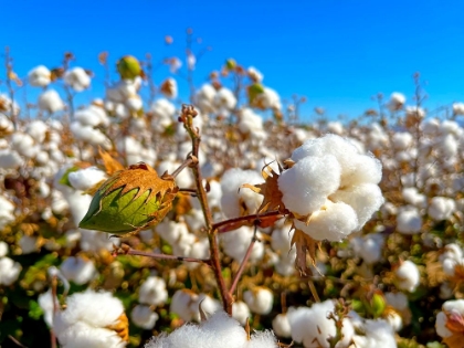Picture of COTTONFIELDS3
