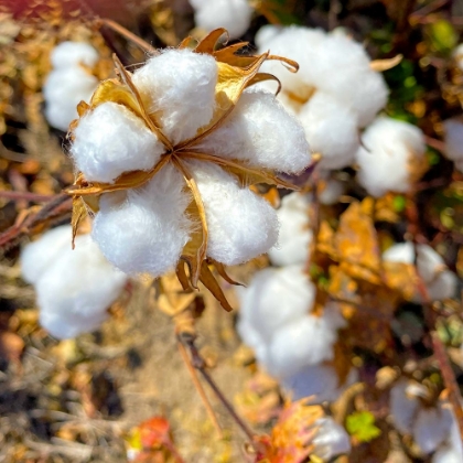 Picture of COTTONFIELDS4