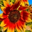 Picture of LITTLEBECKASUNFLOWER