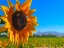 Picture of SUNFLOWER3
