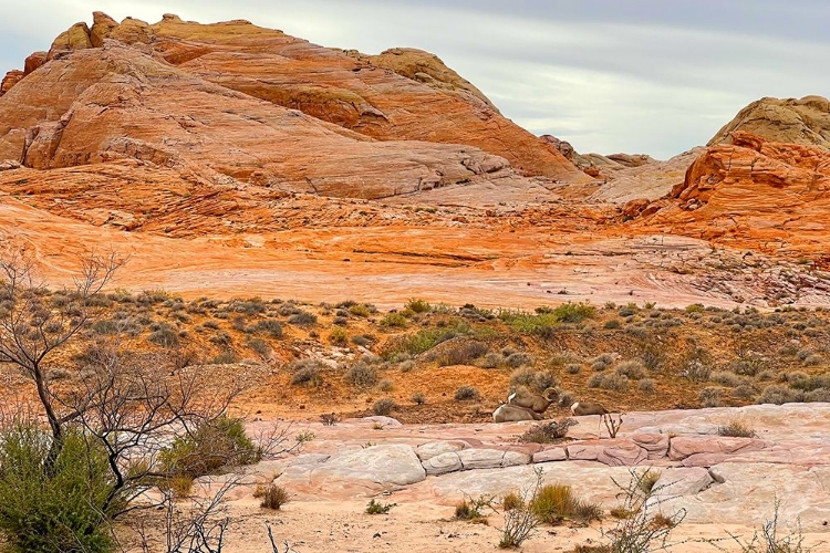 Picture of VALLEYOFFIRE:BIGHORNSHEEP1