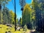Picture of ASPENSINTHEFALL18