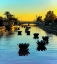 Picture of SCOTTSDALE:FLOATUSBLOSSOMS
