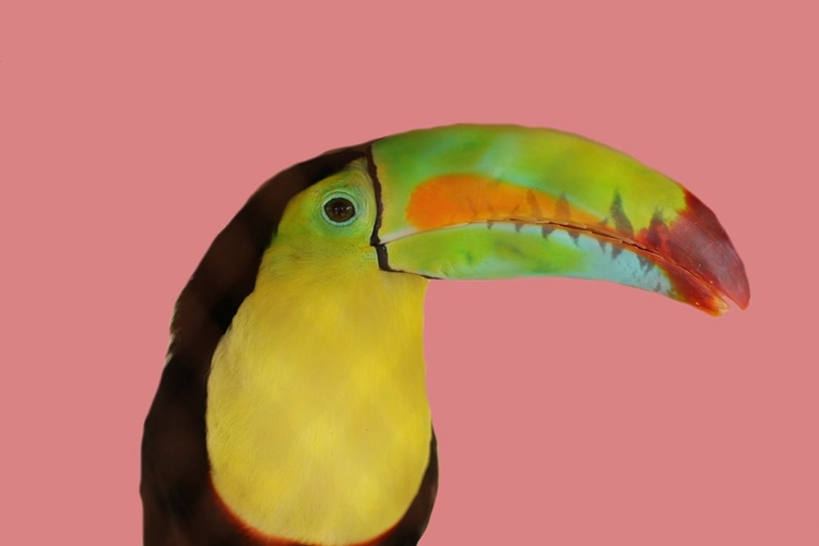 Picture of TOUCAN