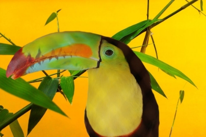 Picture of TOUCAN YELLOW