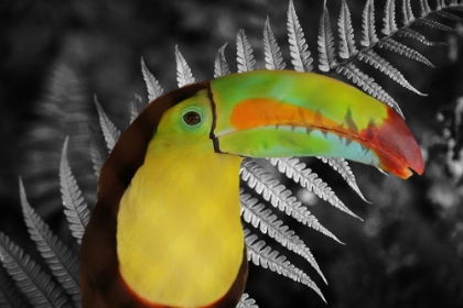 Picture of TOUCAN BLACK