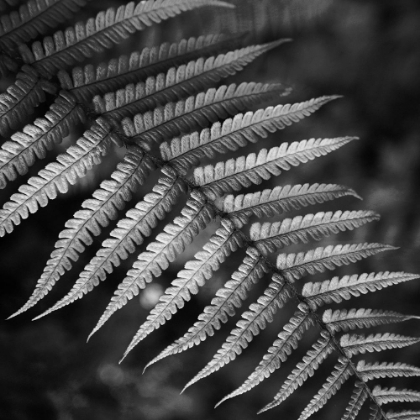 Picture of NIGHT FALL FERN