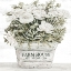 Picture of FARM HOUSE FLOWERS