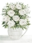 Picture of PEONIES ON WHITE I