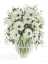 Picture of POPPIES ON WHITE