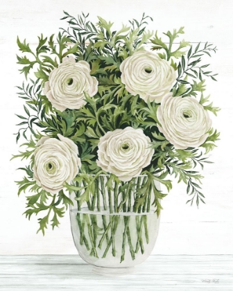 Picture of RANUNCULUS ON WHITE