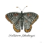 Picture of BALTIMORE CHECKERSPOT