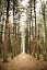 Picture of IN THE PINES I