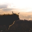 Picture of SUNSET WATCH