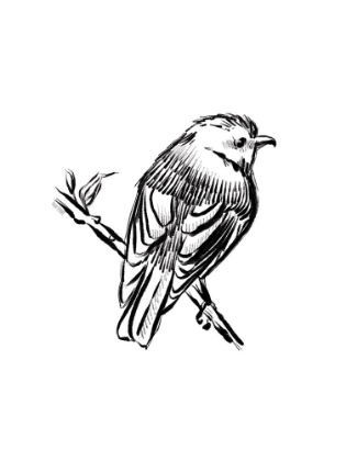 Picture of SONGBIRD SKETCH I