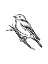 Picture of SONGBIRD SKETCH II