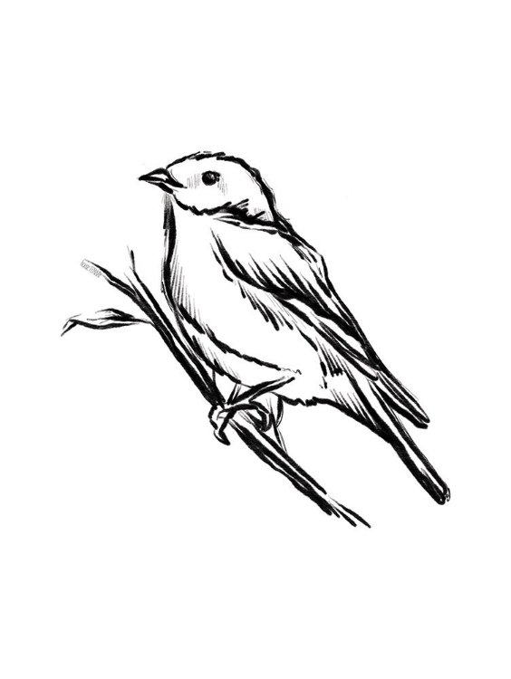 Picture of SONGBIRD SKETCH II