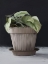 Picture of FARMHOUSE PHILODENDRON