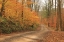 Picture of FALL BEAUTY I  