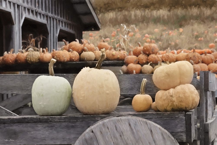 Picture of AUTUMN PUMPKIN HARVEST