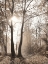 Picture of WOODLAND SUNRISE