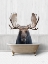 Picture of BATH TIME MOOSE 