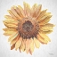 Picture of SUNNY SUNFLOWER