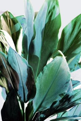 Picture of GREEN LEAVES II 