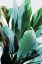 Picture of GREEN LEAVES II 