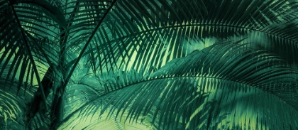 Picture of A SUNKISSED PALMS