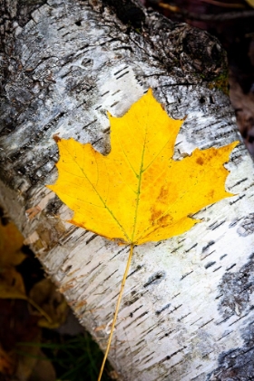 Picture of BIRCH FALL