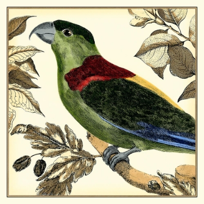 Picture of TROPICAL PARROT IV