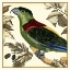 Picture of TROPICAL PARROT IV