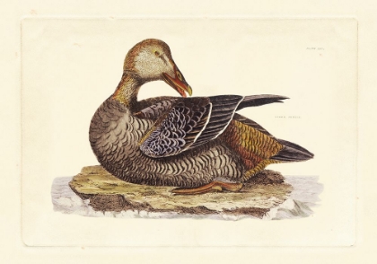 Picture of SELBY DUCK IV