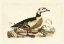 Picture of SELBY DUCK VI