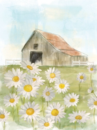 Picture of FIELD OF DAISIES