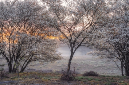 Picture of SPRING BUSHES